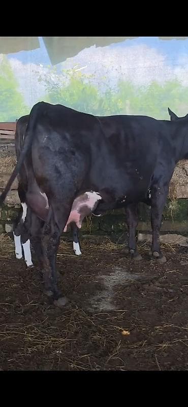 halep kecisi satilir: Inek 1 ci qarin dogub 3 gunluk erkek bala ile satilir sudu her saganda — 1