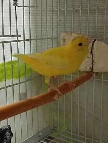 Bülbül sari cütə hazir mayadi qizqinliqdan quyruqun qirir Sarı