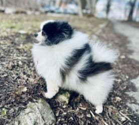 xamyak qefes: Məhsul: Pomeranian (Spitz) balaları – nadir piebald/rəngli (qara‑ağ) — 3