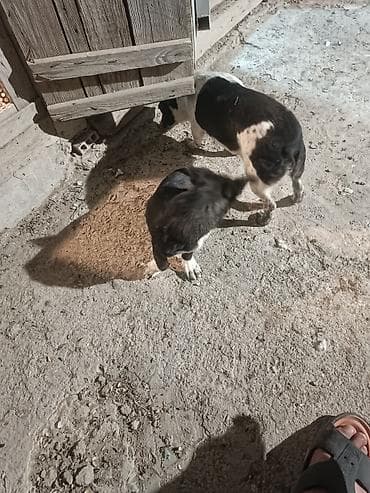 chappi it yemi: Zvanok satilir anadan gelme quyruqsuzdu.vacapla elaqeBalaca it balası — 6