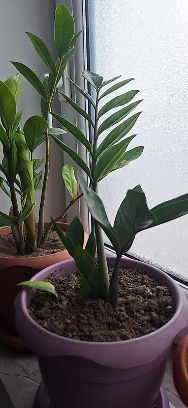 etirsah bitkisi: Zamioculcas zamiifolia (ZZ bitkisi) – otaq üçün dekorativ tropik — 5