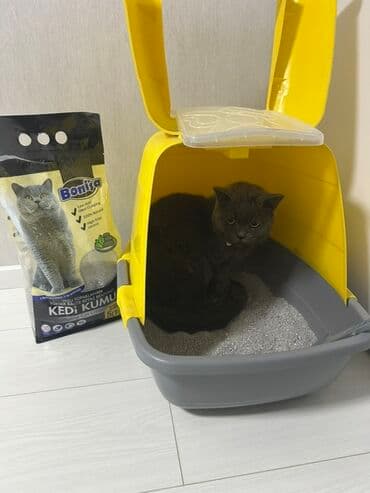 Pişik satılır. Ustunde her şey verılır Pişik üçün aksesuar və — 2