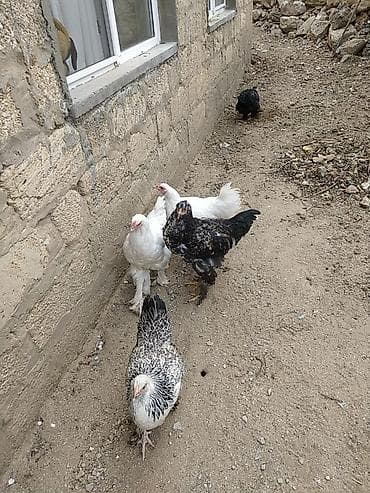 broyler cuce satisi: Toyuq, Yumurtalıq — 5