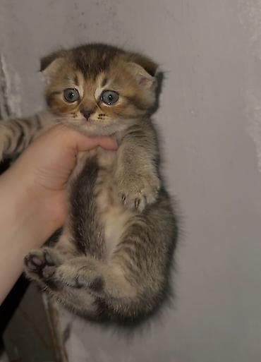 erkey pisik adlari: Qızıl şinşilla, Erkək, Dişi — 9