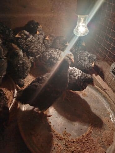 Akvariumlar: Toyuq cücələri, Ətlik — 2