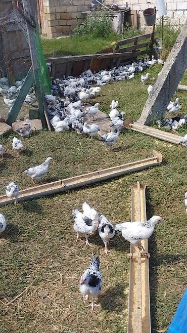 serebrist cuce satisi: 40 günlük serebrist cücələr satılır. Vaksinləri verilib. Qiymət 3 — 1