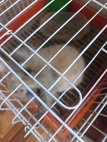 Ev dovşanı – tüklü mini lop tipli balaca (təxminən 3-4 aylıq). - — 2