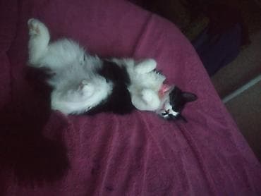 Balıqlar: Yaxşı əllərə — 3