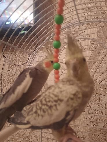 Erkek tiwidir qefesle birnuerde verlir Nimfa (Cockatiel) cütlüyü və