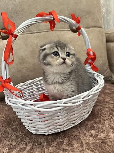 pi̇şi̇k: Şinşilla, Dişi, Ünvandan götürmə, Ödənişli çatdırılma, Rayonlara çatdırılma — 3