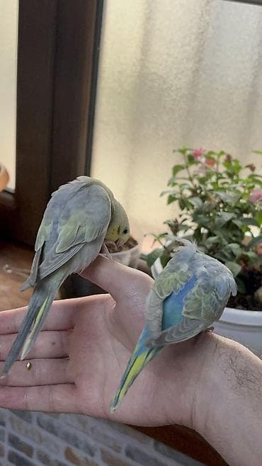 popugay: 2 ədəd 1 ay yarımlıq gözəl rəngli RAİNBOW tutuquşu. Ələ öyrətməyin tam — 6