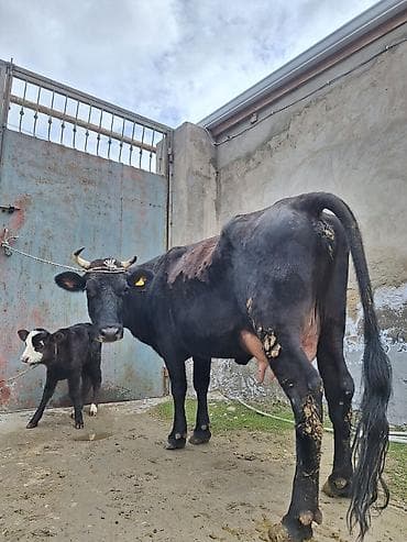 Гуси: 15 litir süd verir 2 qarına doğub 10 gündü doğub balası dişdi — 4