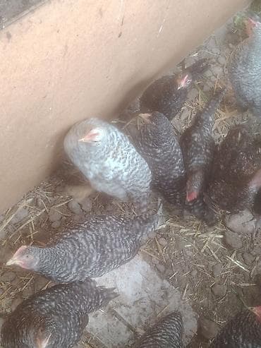 Barred (zolaqlı) cins toyuqlar – ətli-yumurta istiqaməti - Rəng