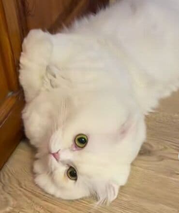 вислоухий кот купить: Шотладская вислоухая — 1