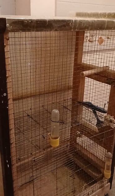вольер для волнистых попугаев: Salam. 7 eded temiz qan çex 1 eded vaniṣ zakaz 50 yaxın quṣ yerleṣen — 5