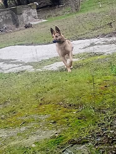 Gəmiricilər: Alman çoban iti — 1