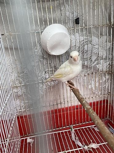 bulbul kanareyka: Erkek disi istiyen olsa hazir cutduler qefes qarisiq 170manat qefesis — 9