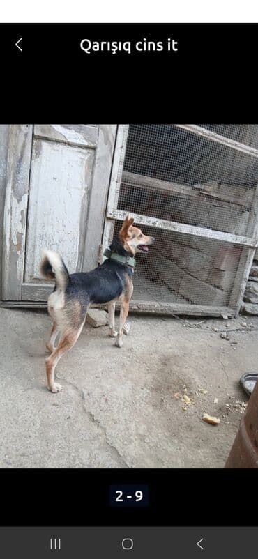 coban iti adlari: Zvanok it - Orta ölçülü, atletik quruluşlu - Üçrəng palto: qara — 3