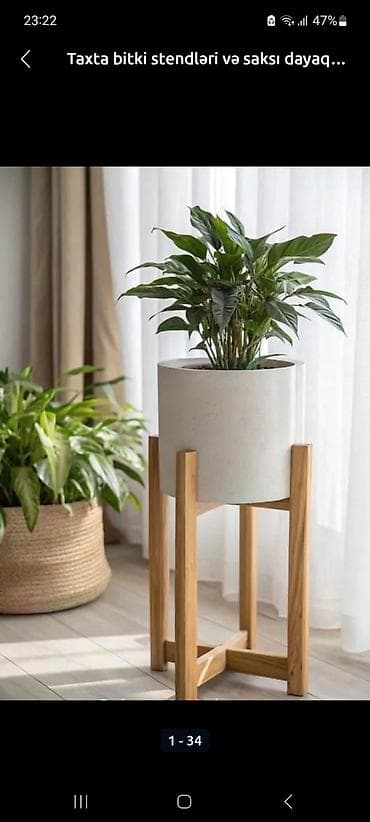 solmaz gülü: Gül rəfi — 8