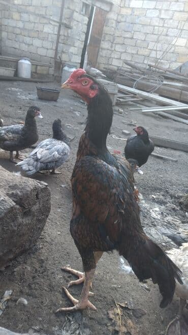 1 ilk heyratı doyugen di sağlamdır heyradin doyusmeyne söz ola bimez