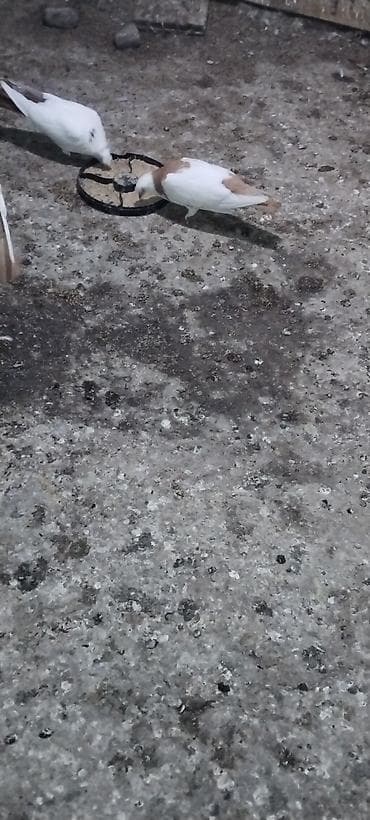 ev quş: Sari boyun desd sari quyrug burnu dimdikli kekil erkeydi qizğin bala — 3
