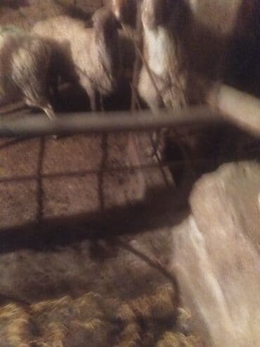 qoyun bazari: Qoyun sürüsü satılır - Növ: yerli qarışıq (ağ və qəhvəyi rəngli, uzun — 9