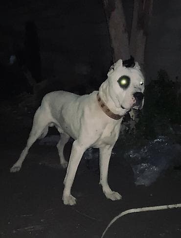 etibarlı əllərə itlər: 11 ay, Erkek, Peyvəndli — 2