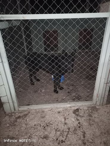 Qara rəngli it – iri ölçülü, dik qulaqlı, möhkəm skeletli. Hal-hazırda