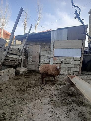 gozel pisik sekilleri: Erkəy quzu — 2