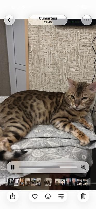 Digər heyvanlar: Benqal, Erkək, Cütləşmə üçün, Ünvandan götürmə — 3