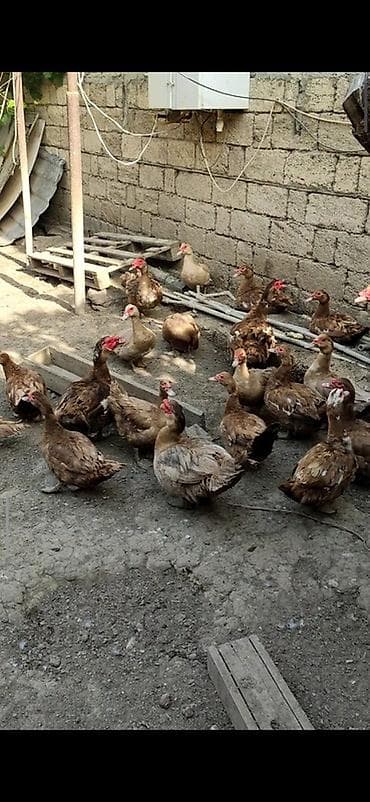 ordek satisi: Krasnadar və lavanta sortu lal ördəy yumurtaları Tam mayalı və iri — 5