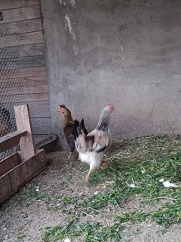 gence it satisi: 3 eded cavan,saglam 7 ayliq fereler. 3 de yumurtayir.Bir ededi 13 — 9