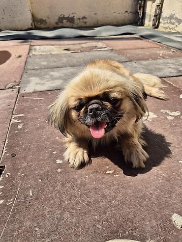 it sekilleri: Pekines — 4
