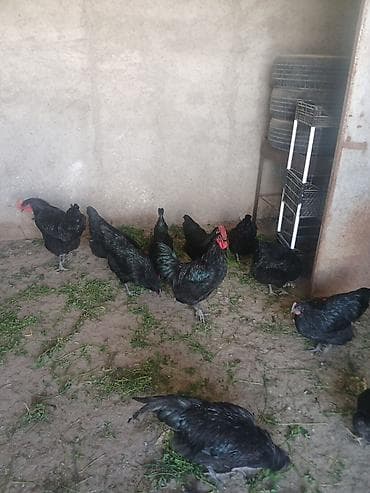 qril toyuq: Toyuq, Damazlıq — 1