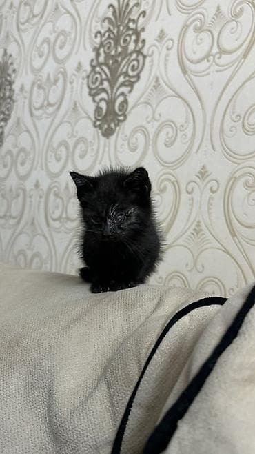 sahibləndirmə: Dişi, Yaxşı əllərə — 2