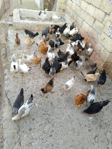 Temiz heyet beceleri oz hwyetimin mehsuludur. Tek tek satilmir. 2