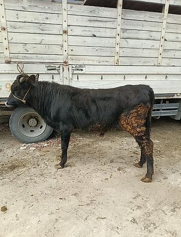 mal bazarı: Inəklər, öküzlər — 9