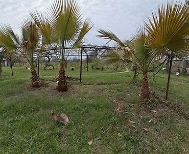 ev bitkiləri: Məhsul: Dekorativ palma ağacları (fan tipli yarpaqlı) ünvan sabirabad — 1