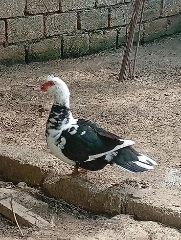 ov iti type 0 per page 40: Musk ördəyi (Muscovy duck) – xalq arasında lal ördək təsərrüfat üçün — 1