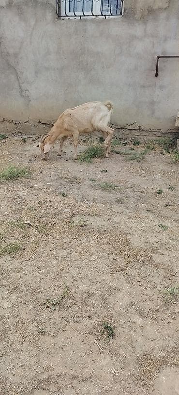 afcarka itlerin satisi: Keci bogazdı yeli n buraxıb 1 ci qarın el hryvandı — 2
