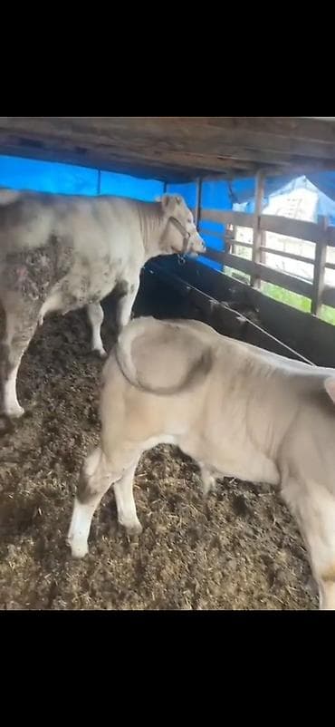 Gəmiricilər: Satılır: Ətlik buzov - Cinsə bənzər: ağ rəngli, ətlik istiqamətli — 7