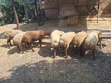 bala dana: Qoyunlar – ana sürü üçün - Növ: yerli ətlik-quyruqlu qoyunlar - Say — 1