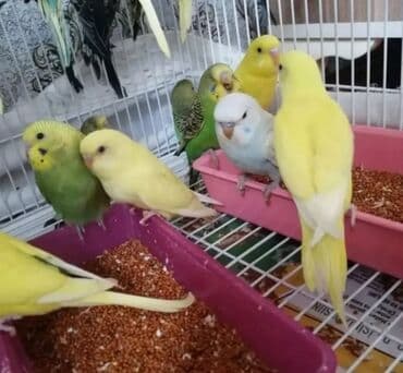 клетки для попугаев купить: Tutquşu yemə düşmüş balalar ələ öyrəşdirmək ücün danışdırmaq ücün cütü — 6