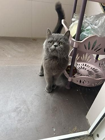 Quşlar: Britan, Dişi, Yaxşı əllərə, Ünvandan götürmə, Pulsuz çatdırılma — 2