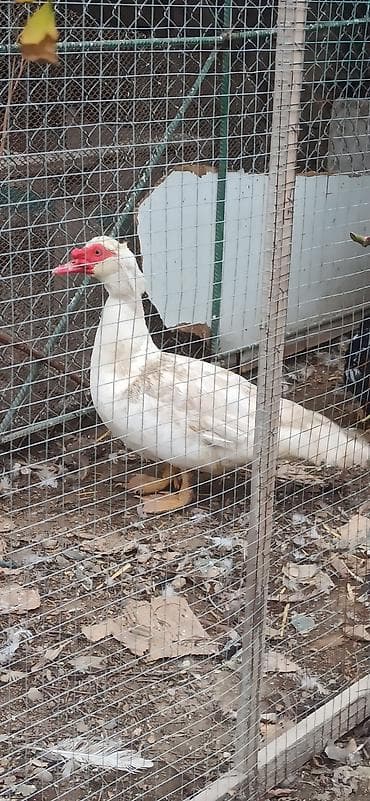 pomeranian spitz satisi: 9 aylıgdı damazlıg ucun aktivdi erkək — 2