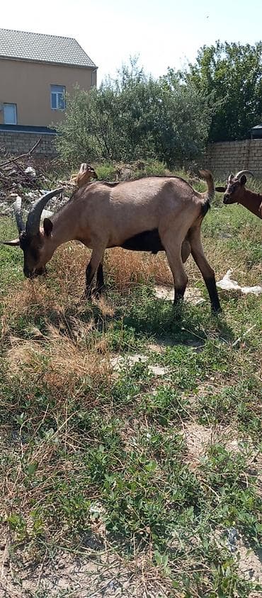 alabay itlerinin satisi: Alpin təkə satılır 16 aylıqdır qiymət 500 azn endirim olacaq — 1