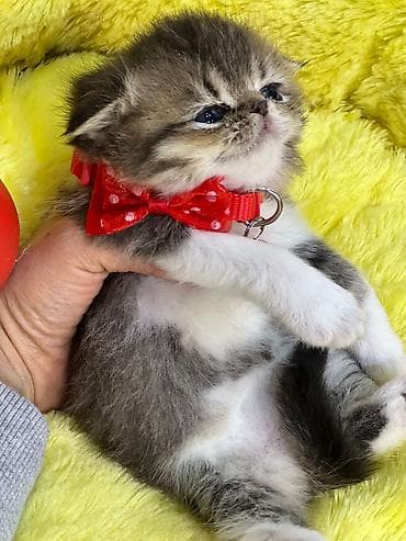 pişim: Növ: pişik balası (yastı burunlu, qısa burun profilli tip) Rəng — 3