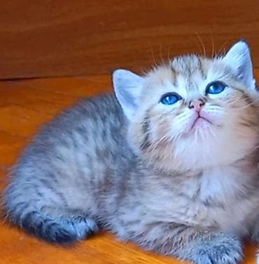 Britan, Erkək, Dişi, Yaxşı əllərə, Ünvandan götürmə