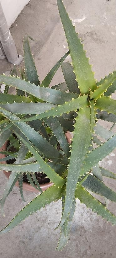 Комнатные растения: Aloe (sukkulent) – iri, çoxbudaqlı saksı bitkisi - Növ: Aloe — 2