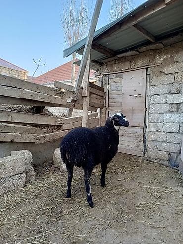 K/t heyvanları üçün mallar: Erkək quzu qurbanlığa yarayan heyvanlardır temiz eti təxmini 14 15 — 2